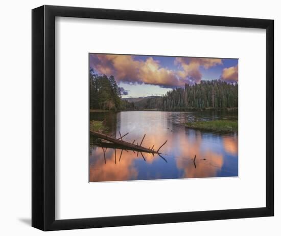 Landscape with Christmas Tree Lake and evergreen forest at sunset, White Mountain Apache Reserva...-Panoramic Images-Framed Photographic Print