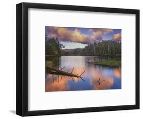 Landscape with Christmas Tree Lake and evergreen forest at sunset, White Mountain Apache Reserva...-Panoramic Images-Framed Photographic Print