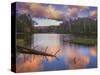 Landscape with Christmas Tree Lake and evergreen forest at sunset, White Mountain Apache Reserva...-Panoramic Images-Stretched Canvas