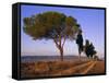 Landscape with Cypress Trees and Parasol Pines, Province of Siena, Tuscany, Italy, Europe-Bruno Morandi-Framed Stretched Canvas