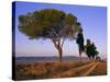 Landscape with Cypress Trees and Parasol Pines, Province of Siena, Tuscany, Italy, Europe-Bruno Morandi-Stretched Canvas