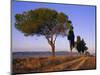 Landscape with Cypress Trees and Parasol Pines, Province of Siena, Tuscany, Italy, Europe-Bruno Morandi-Mounted Photographic Print