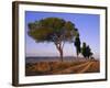 Landscape with Cypress Trees and Parasol Pines, Province of Siena, Tuscany, Italy, Europe-Bruno Morandi-Framed Photographic Print