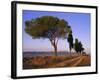 Landscape with Cypress Trees and Parasol Pines, Province of Siena, Tuscany, Italy, Europe-Bruno Morandi-Framed Photographic Print