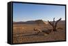 Landscape with Desert Grasses, Red Sand Dune and African Acacia Trees, Sossusvlei, Namibia, Souther-DR_Flash-Framed Stretched Canvas