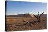 Landscape with Desert Grasses, Red Sand Dune and African Acacia Trees, Sossusvlei, Namibia, Souther-DR_Flash-Stretched Canvas