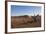 Landscape with Desert Grasses, Red Sand Dune and African Acacia Trees, Sossusvlei, Namibia, Souther-DR_Flash-Framed Photographic Print