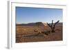 Landscape with Desert Grasses, Red Sand Dune and African Acacia Trees, Sossusvlei, Namibia, Souther-DR_Flash-Framed Photographic Print