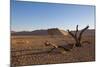 Landscape with Desert Grasses, Red Sand Dune and African Acacia Trees, Sossusvlei, Namibia, Souther-DR_Flash-Mounted Photographic Print