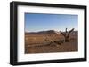 Landscape with Desert Grasses, Red Sand Dune and African Acacia Trees, Sossusvlei, Namibia, Souther-DR_Flash-Framed Photographic Print