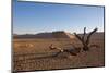 Landscape with Desert Grasses, Red Sand Dune and African Acacia Trees, Sossusvlei, Namibia, Souther-DR_Flash-Mounted Photographic Print