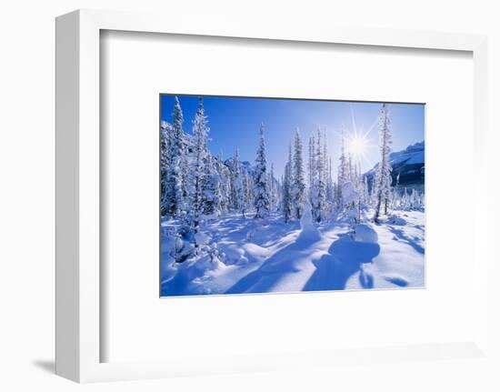 Landscape with evergreen trees covered in snow under sunny sky, Banff National Park, Alberta, Ca...-Panoramic Images-Framed Photographic Print