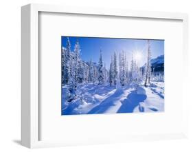 Landscape with evergreen trees covered in snow under sunny sky, Banff National Park, Alberta, Ca...-Panoramic Images-Framed Photographic Print