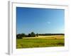 Landscape with Forest and Horse in a Meadow-wolf139-Framed Photographic Print