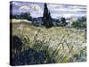 Landscape with Green Corn-Vincent van Gogh-Stretched Canvas