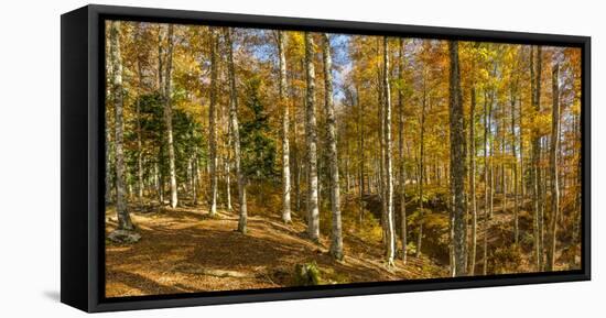 Landscape with Iraty forest, Basque Country, Pyrenees-Atlantique, France-Panoramic Images-Framed Stretched Canvas