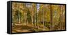 Landscape with Iraty forest, Basque Country, Pyrenees-Atlantique, France-Panoramic Images-Framed Stretched Canvas