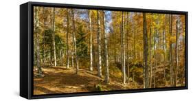 Landscape with Iraty forest, Basque Country, Pyrenees-Atlantique, France-Panoramic Images-Framed Stretched Canvas