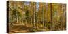 Landscape with Iraty forest, Basque Country, Pyrenees-Atlantique, France-Panoramic Images-Stretched Canvas