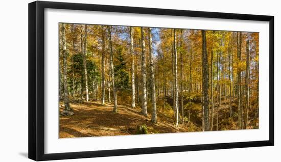 Landscape with Iraty forest, Basque Country, Pyrenees-Atlantique, France-Panoramic Images-Framed Photographic Print