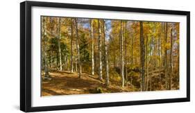 Landscape with Iraty forest, Basque Country, Pyrenees-Atlantique, France-Panoramic Images-Framed Photographic Print