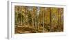 Landscape with Iraty forest, Basque Country, Pyrenees-Atlantique, France-Panoramic Images-Framed Photographic Print