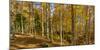 Landscape with Iraty forest, Basque Country, Pyrenees-Atlantique, France-Panoramic Images-Mounted Photographic Print