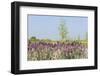 Landscape with Lavender in Front of the Meadows-Ivonnewierink-Framed Photographic Print