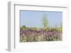 Landscape with Lavender in Front of the Meadows-Ivonnewierink-Framed Photographic Print