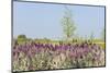 Landscape with Lavender in Front of the Meadows-Ivonnewierink-Mounted Photographic Print