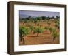 Landscape with Olive Trees, Majorca (Mallorca), Balearic Islands, Spain, Europe-John Miller-Framed Photographic Print