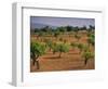 Landscape with Olive Trees, Majorca (Mallorca), Balearic Islands, Spain, Europe-John Miller-Framed Photographic Print