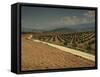 Landscape with Olive Trees, Near Jaen, Andalucia, Spain-Michael Busselle-Framed Stretched Canvas