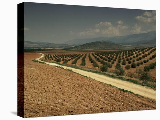 Landscape with Olive Trees, Near Jaen, Andalucia, Spain-Michael Busselle-Stretched Canvas