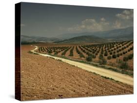 Landscape with Olive Trees, Near Jaen, Andalucia, Spain-Michael Busselle-Stretched Canvas