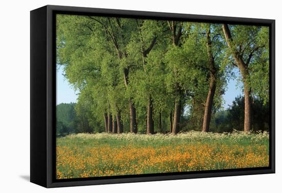 Landscape with Poplars, Cow Parsley and Meadow Buttercup-null-Framed Stretched Canvas