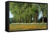 Landscape with Poplars, Cow Parsley and Meadow Buttercup-null-Framed Stretched Canvas