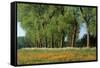 Landscape with Poplars, Cow Parsley and Meadow Buttercup-null-Framed Stretched Canvas
