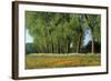 Landscape with Poplars, Cow Parsley and Meadow Buttercup-null-Framed Photographic Print