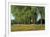 Landscape with Poplars, Cow Parsley and Meadow Buttercup-null-Framed Photographic Print