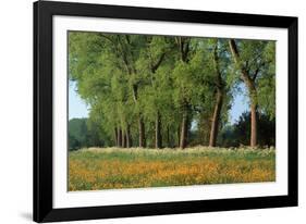 Landscape with Poplars, Cow Parsley and Meadow Buttercup-null-Framed Photographic Print