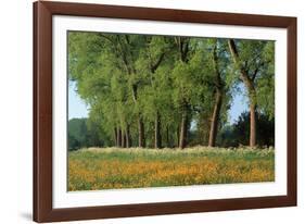 Landscape with Poplars, Cow Parsley and Meadow Buttercup-null-Framed Photographic Print