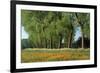 Landscape with Poplars, Cow Parsley and Meadow Buttercup-null-Framed Photographic Print