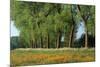 Landscape with Poplars, Cow Parsley and Meadow Buttercup-null-Mounted Photographic Print