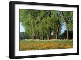 Landscape with Poplars, Cow Parsley and Meadow Buttercup-null-Framed Photographic Print