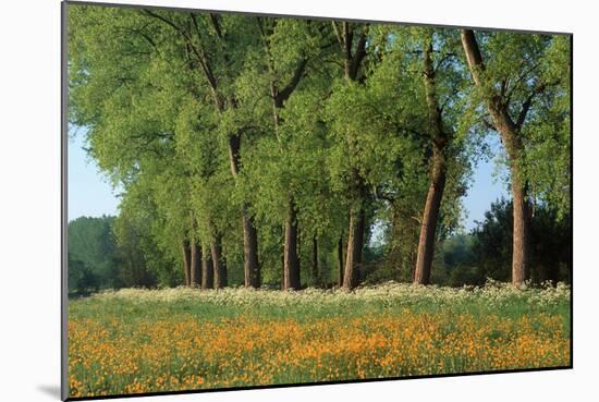 Landscape with Poplars, Cow Parsley and Meadow Buttercup-null-Mounted Photographic Print