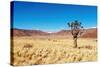 Landscape with Quiver Tree Aloe Dichotoma, South Namibia-DmitryP-Stretched Canvas