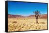 Landscape with Quiver Tree Aloe Dichotoma, South Namibia-DmitryP-Framed Stretched Canvas