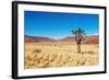 Landscape with Quiver Tree Aloe Dichotoma, South Namibia-DmitryP-Framed Photographic Print