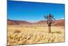 Landscape with Quiver Tree Aloe Dichotoma, South Namibia-DmitryP-Mounted Photographic Print